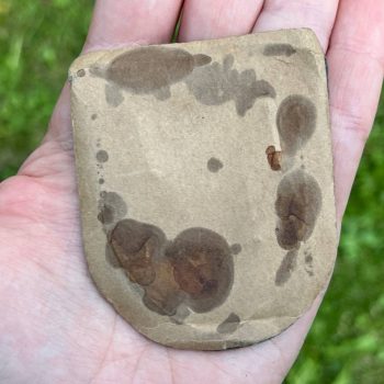 Crimea Arm Shield for Luftwaffe units  