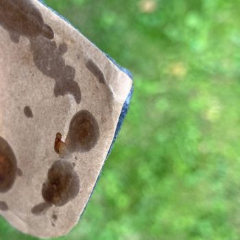 Crimea Arm Shield for Luftwaffe units  